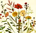 fiori spontanei