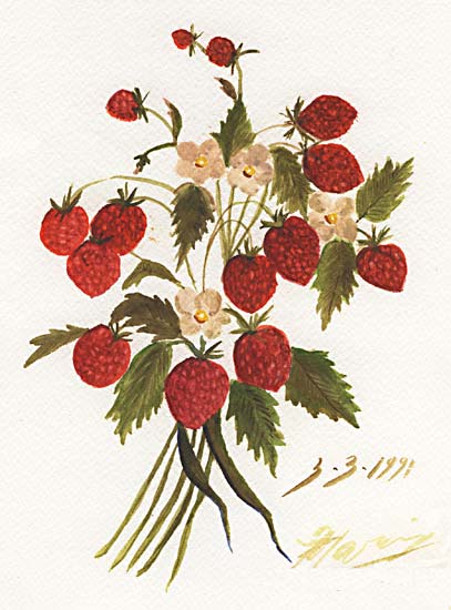 Fragole di bosco