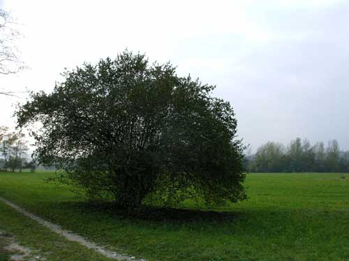 Corniolo - Lentiai