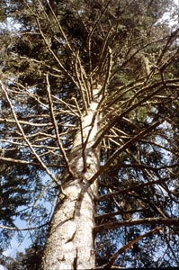 abete bianco